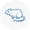Rat Control South West London