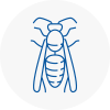 South West London Wasp Nest Removal